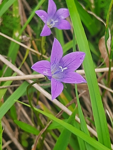 Spreading Bellflower