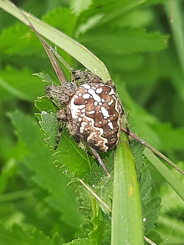 Cross Orbweaver