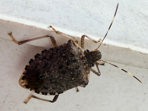 Brown Marmorated Stink Bug
