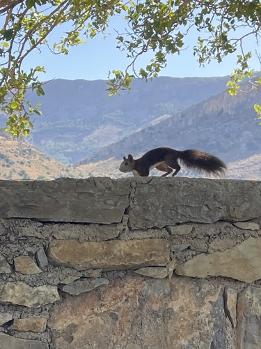 Eurasian Red Squirrel