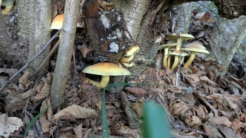 Sulphur Tuft