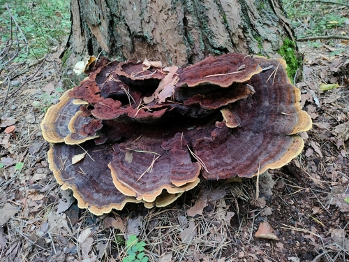 European Dyer's Polypore