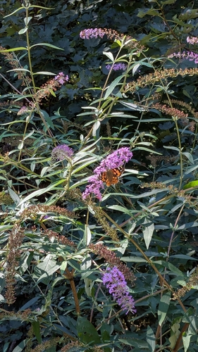 Painted Lady