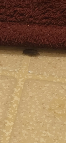 Nosy Pill Woodlouse