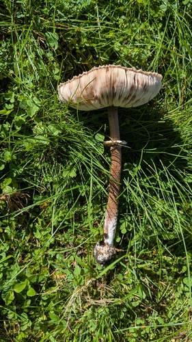 Parasol