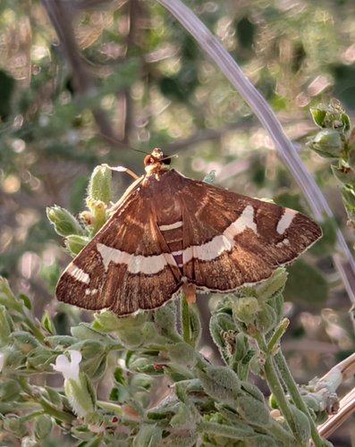 Hawaiian Beet Webworm Moth