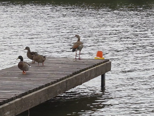 Egyptian Goose