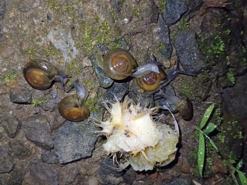 horntail snail