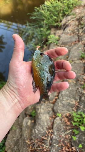 Plains Longear Sunfish