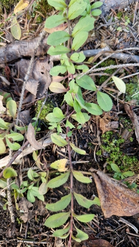 heath speedwell