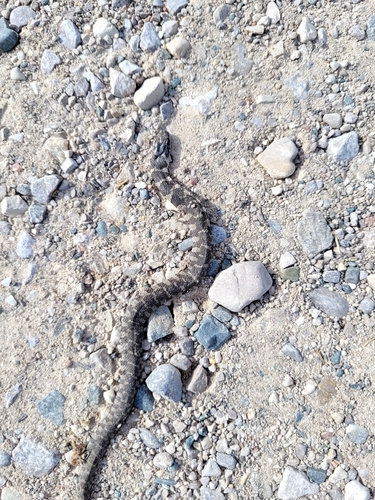 Northern Watersnake