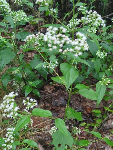white snakeroot