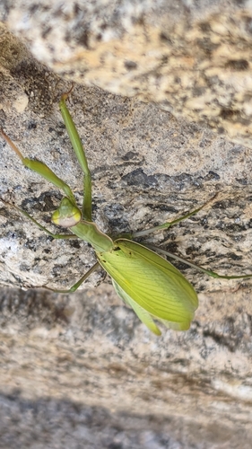 European Mantis