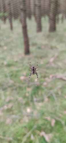 Cross Orbweaver