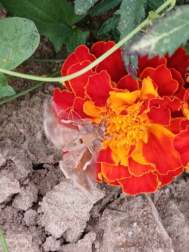Dewick's Plusia