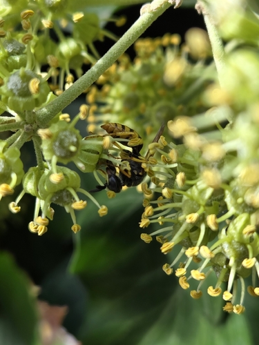European beewolf