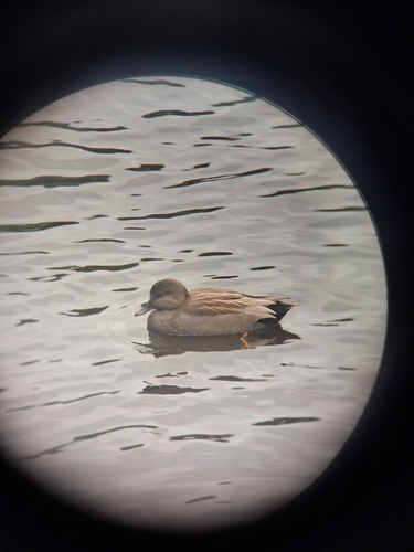 Gadwall