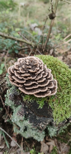 turkey-tail