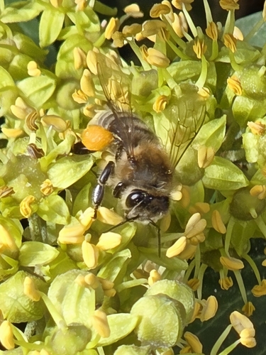 Western Honey Bee