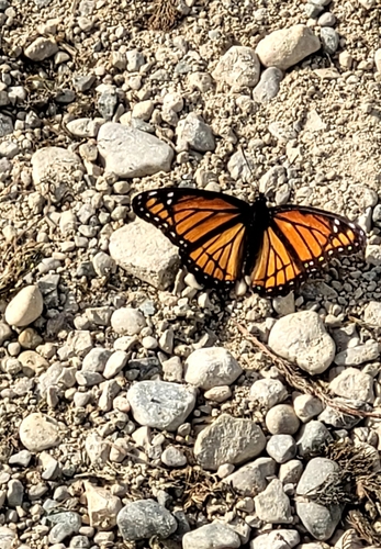 Viceroy