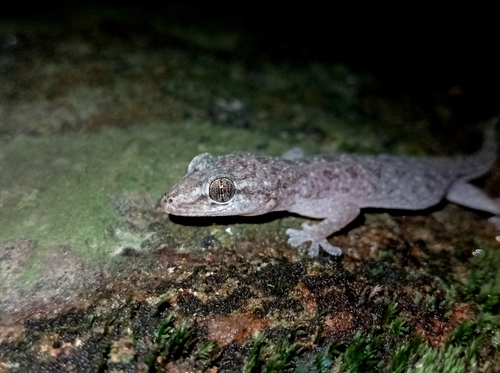 Spotted House Gecko
