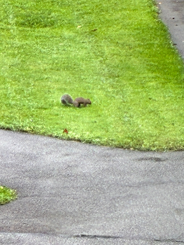 Eastern Gray Squirrel