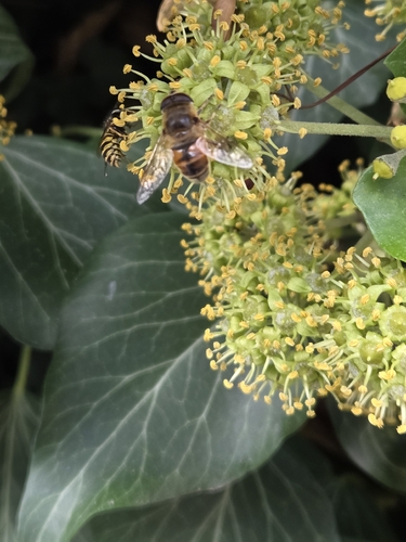 Common Drone Fly
