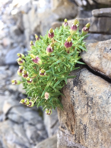 Moss Campion
