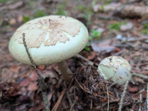 False Death-cap