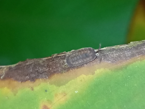 Dwarf Gray-striped Woodlouse