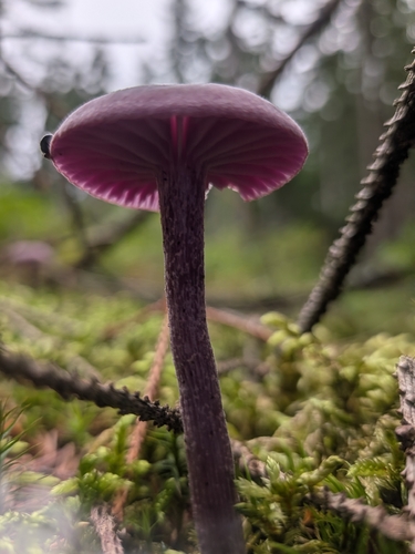 Amethyst Deceiver