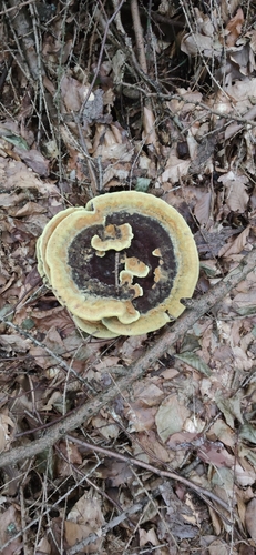 European Dyer's Polypore