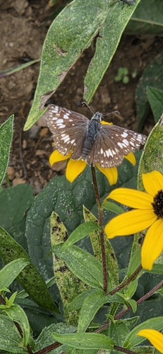 Common Checkered-Skipper