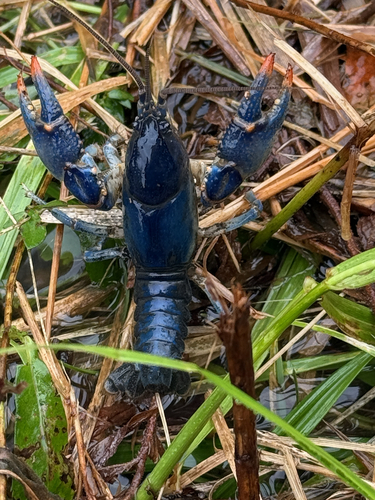 Blue Crayfish