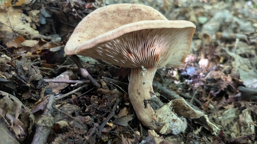 Oakbug Milkcap