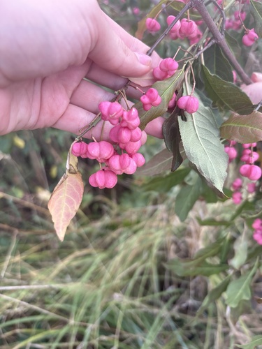 Spindle
