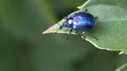 Byctiscus betulae