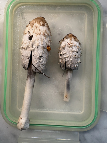 Shaggy Mane