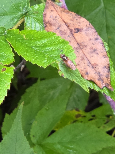 American Snout Fly