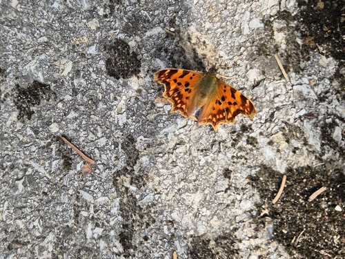 European Comma