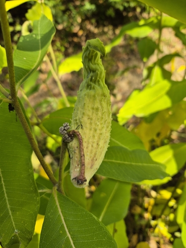 common milkweed