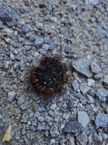 Fox Moth