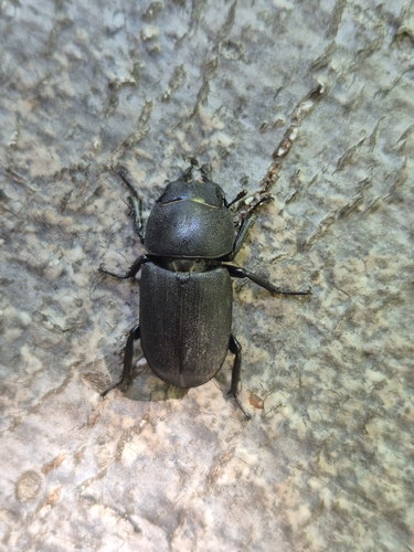 Lesser Stag Beetle