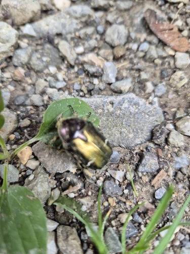 European Rose Chafer