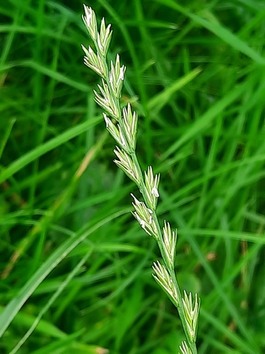 Perennial Ryegrass