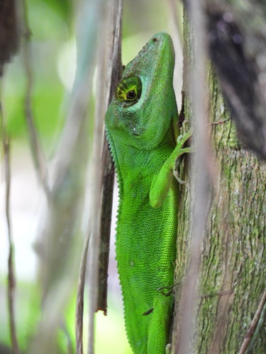 Cuvier's Anole