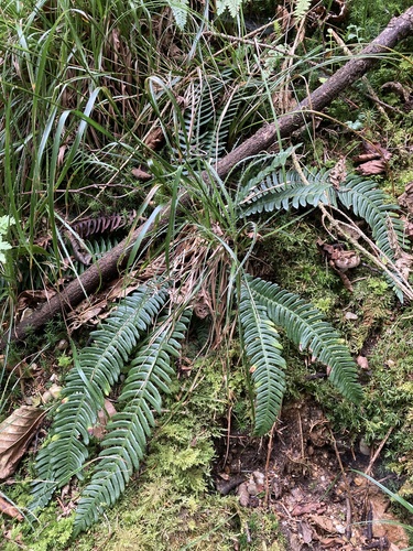 deer fern