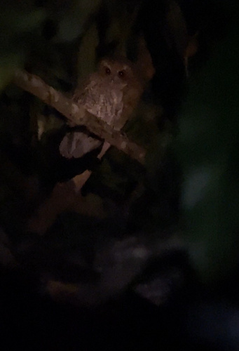 Puerto Rican Owl