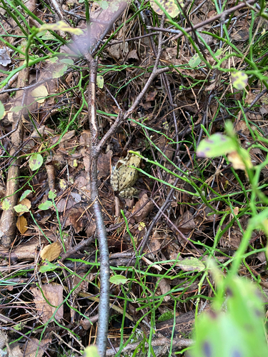 European Common Frog