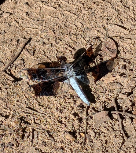 Common Whitetail